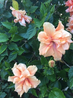 gardence:peachy hibiscuses