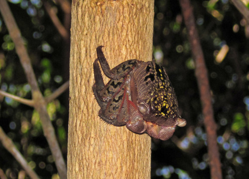 typhlonectes:Mangrove Tree Crab (Aratus pisonii), Ding Darling National Wildlife Refuge, Sanibel Isl