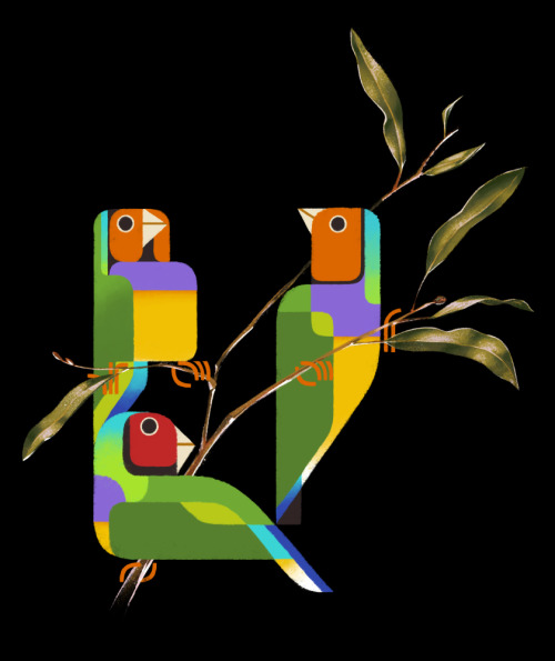 Gouldian Finches