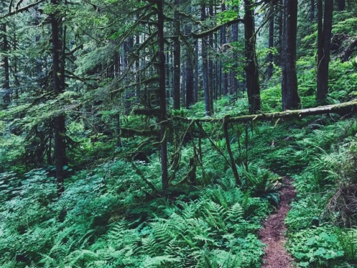 justapplyyourself: Green Canyon Way Trail to Devil’s Peak Lookout. Salmon-Huckleberry Wilderne