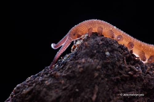 onenicebugperday: Velvet Worm, SingaporePhotos by Melvyn Yeo // Instagram // Facebook