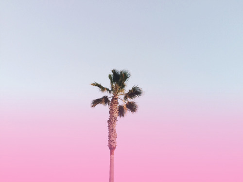 Pink Palm.Newport Beach, Californiahttps://society6.com/product/pink-palm-ntb_print#1=45