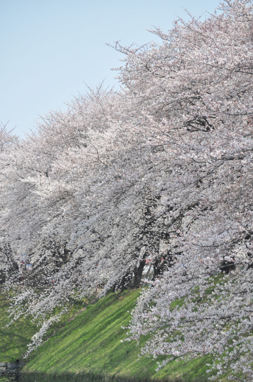 by  Kazushige Tanase