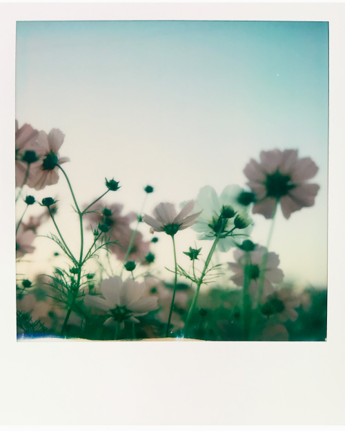 sx-70 film