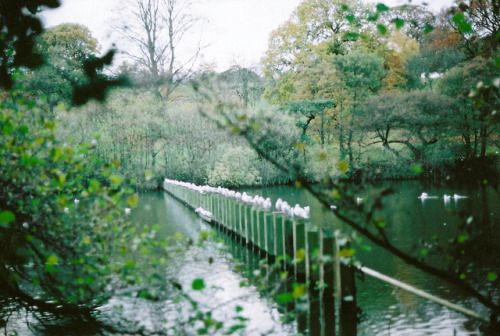 milkyoghurt:  untitled by emilyharriet on Flickr. 