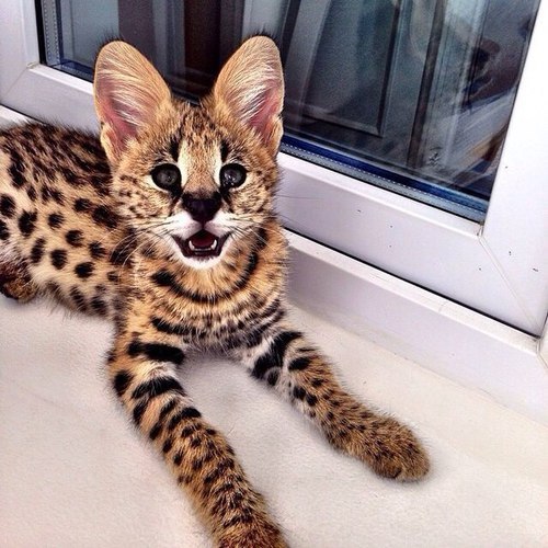 itslatingirl:    ♡  more here  ♡    