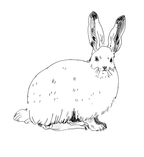 #14 Snowshoe Hare“To help hide from predators, this North American rabbit has evolved to turn white 