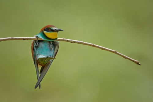 European Bee-eater (Merops apiaster) &gt;&gt;by Marco Fabbri