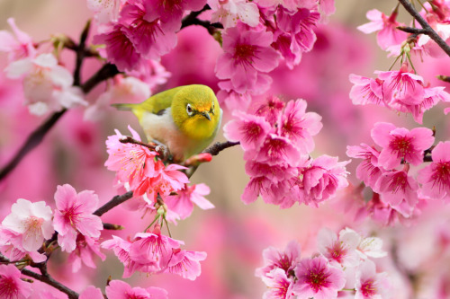 drxgonfly:Cherry Blossoms & Birds 1 2 3 4 (by Sue Hsu)