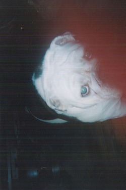 polkinghornz:  Francine|disposable 