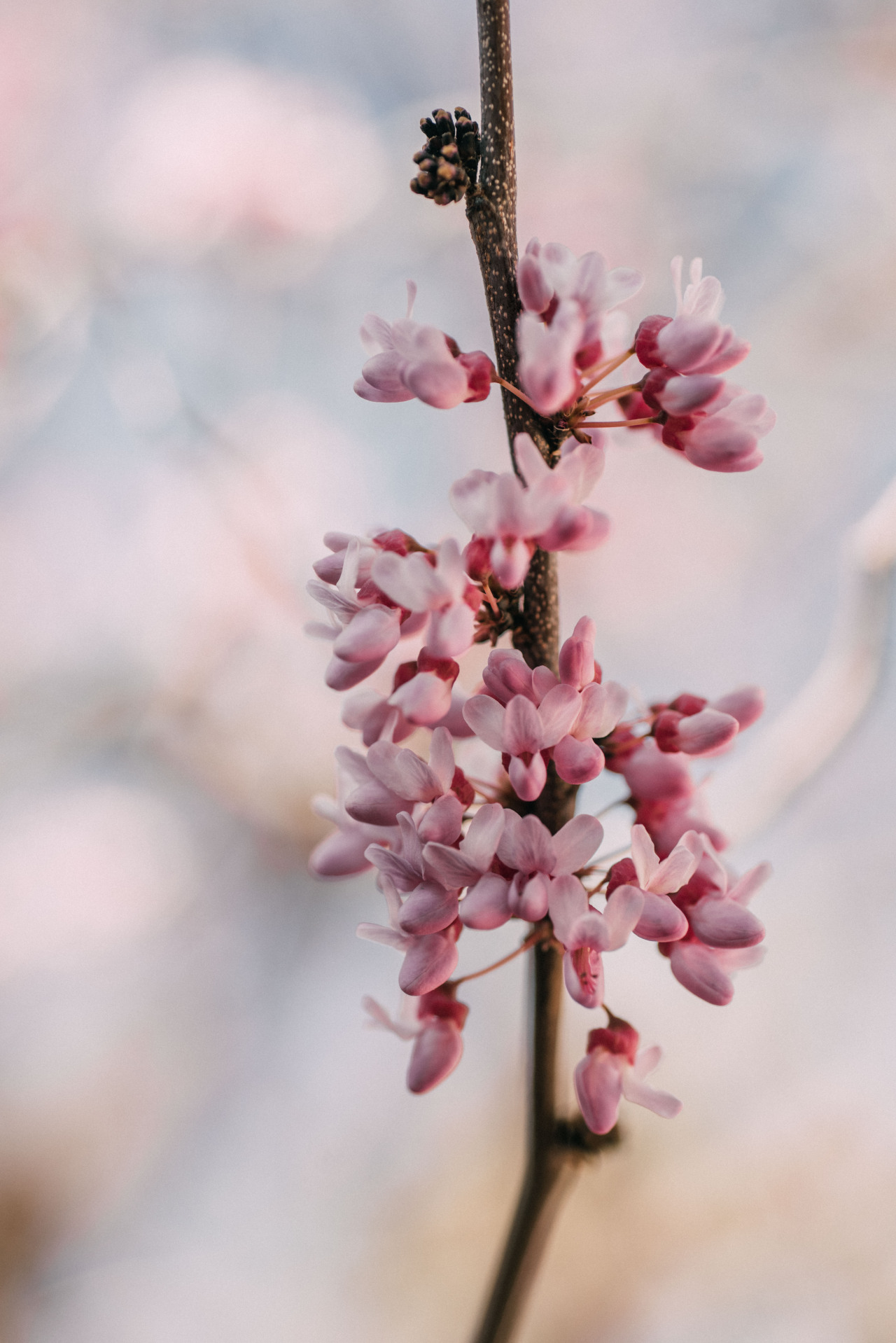 redbud blossoms #red bud tree #uncropped nature#nature#original photography#original photographer #photographers on tumblr #lensblr #original photography blog #photoblog#vertical#vertical nature#aesthetic