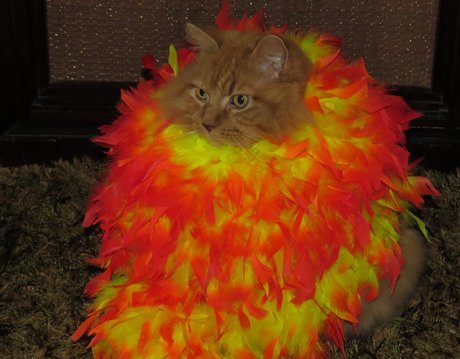 bunnyfood:      Catniss: The Girl on Fire