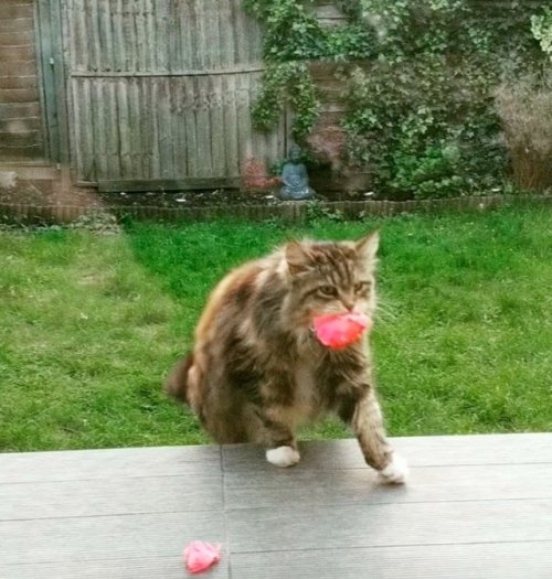 catsbeaversandducks:Cat Brings Flowers From Her Garden As A Gift To Neighbours Every Day Moving into