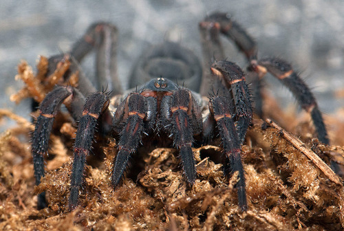 amnhnyc:  Trapdoor spider   Observing this spider is a bit like looking back in time. Members of the family Liphistiidae—the group to which this animal belongs—retain details of anatomy that appear in fossils 300 million years old. Getting a look