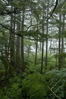 heyfiki:  Rain Forest by Bachspics on Flickr. Juneau, Alaska 