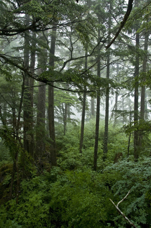 heyfiki: Rain Forest by Bachspics on Flickr. Juneau, Alaska