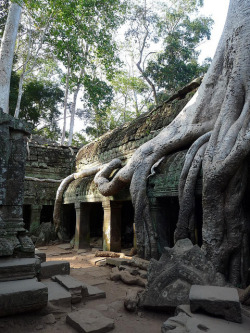 visitheworld:  The ruins of Ta Prohm in Siem