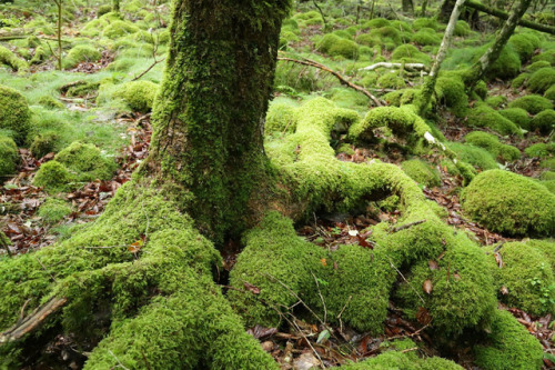 Moss Forest by Peter Skov