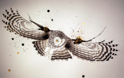 just-art:  Owl by Steven Vigil (on Tumblr)