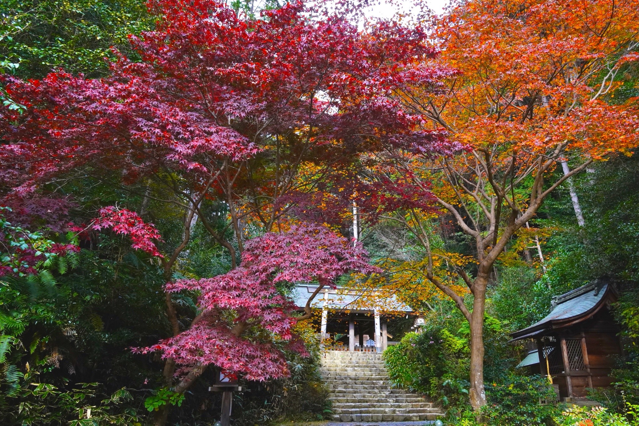chitaka45:京都　日向大神宮　🍁紅葉2020 🍁kyoto himukaidaijingu 🍁autumn rivers🍁