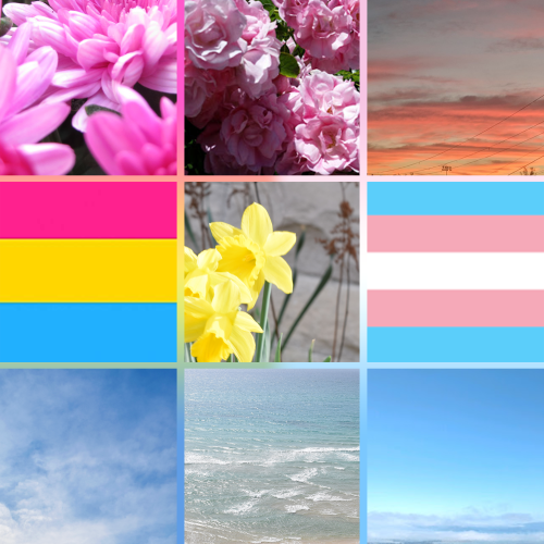 transcendragon:A masterpost of all the trans sexual orientation moodboards! Because gender and sexua