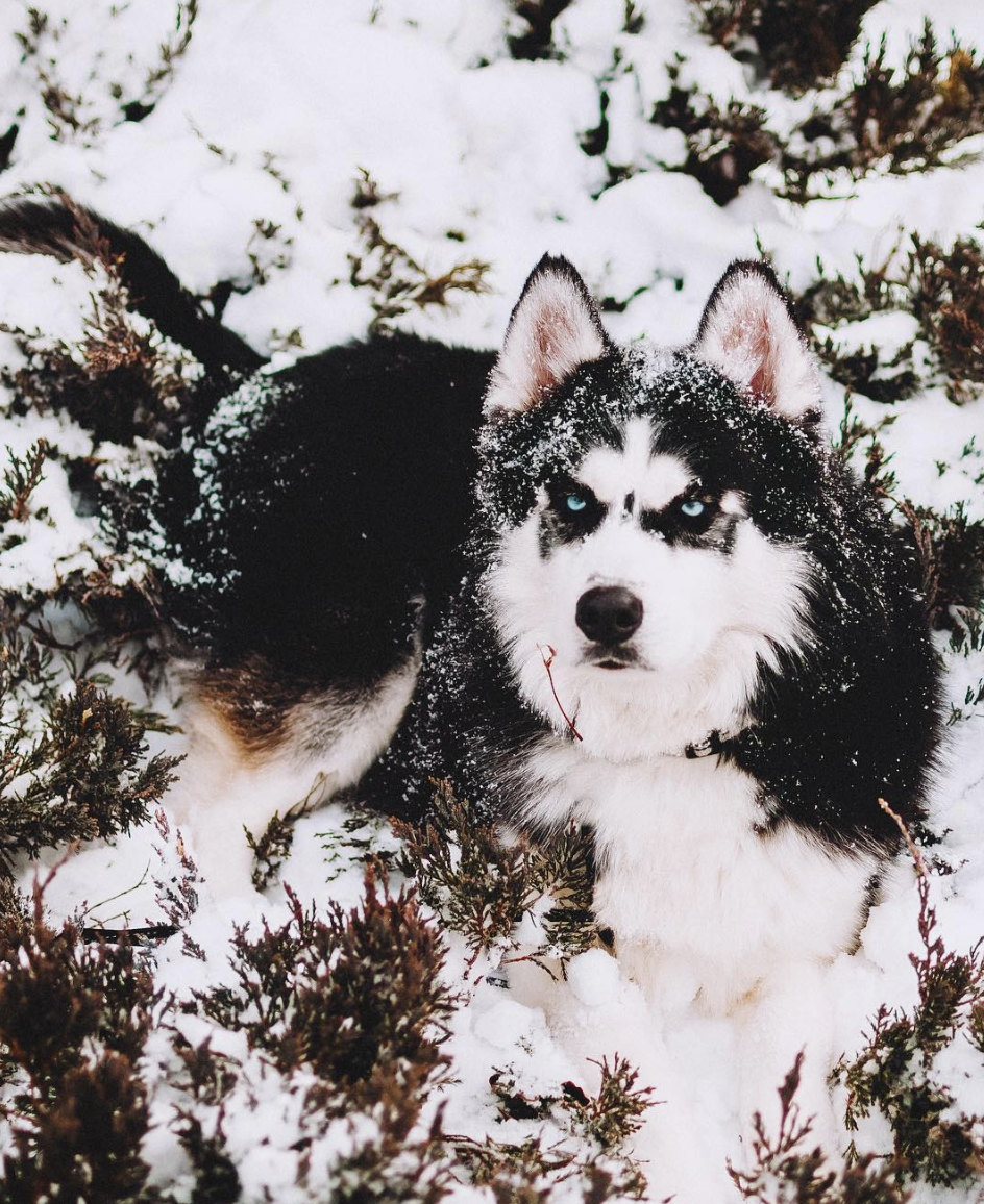 My huskies loves the winter ❄️❤️