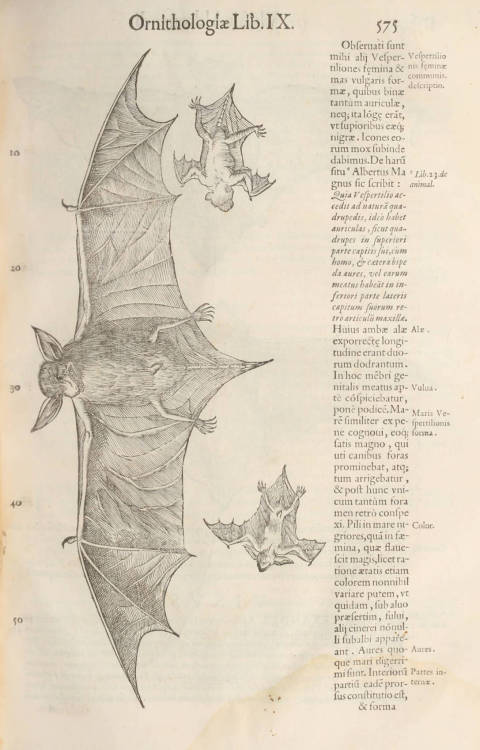 humanoidhistory:Bats!! – illustrated in Ornithologiae: hoc est de avibus historiae libri XII b