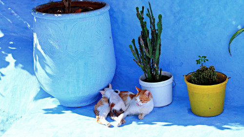 thearcalian: amaaldamac: For the cat lovers. Chefchaouen @mostlycatsmostly
