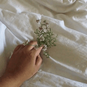 serafique:wildflowers in my journalig: serafique
