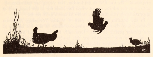nemfrog:The private life of wild chickens. Prairie chickens of Kansas. University of Kansas. 1953. I