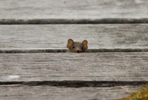 scienceyoucanlove:Hey Btw, scientists are having a ‘cute off’- their names and phot