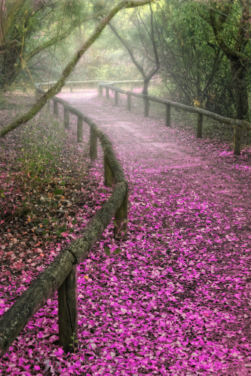 wonderous-world:  Andalusia, Spain by Zú porn pictures