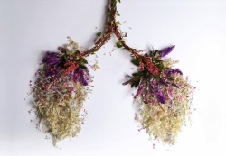 fer1972:  Human Organs made from Plants and