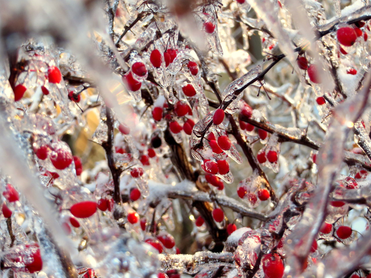 a-broken-clockwork-heart:  Okay so we’ve had the giant ice storm here in southern