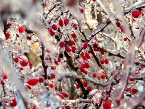 a-broken-clockwork-heart:  Okay so we’ve had the giant ice storm here in southern and eastern Canada. Over 250 000 people were without power in Toronto alone. After 48 hours without heat, my power’s back on, I can feel my fingers and toes, and it