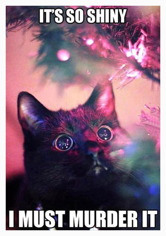 gingerbrownies:  Xmas cat logic.