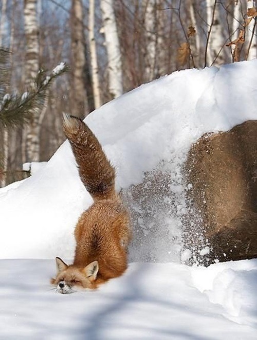 thecutestofthecute:  Here are some animals that are excited about the snow more then some of us are. 