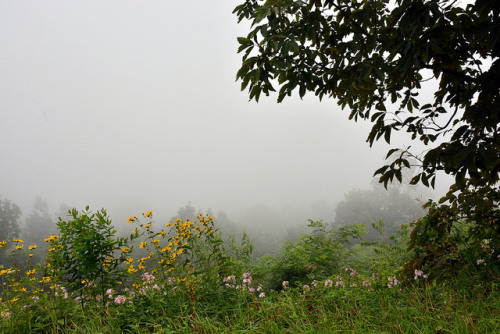 90377:Fog on Skyline drive by Patty_King444 on Flickr.