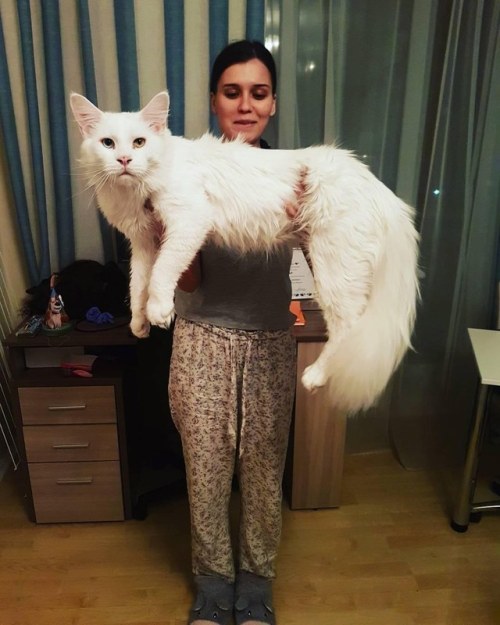 k0zume-kenmas: cumbler-tumbler: zooophagous: catsbeaversandducks: Tihon The Giant Cat  “P