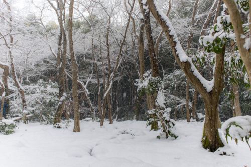 2014年の冬、初めての積雪 ②