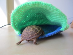 thewhimsyturtle:  Snuggle Sack Saturday 