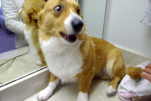 chubbythecorgi: IT STARTED OUT SO WELL.