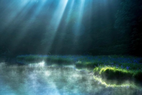 justaseasaltyselkie:quiet-nymph:Photography by H.manabe