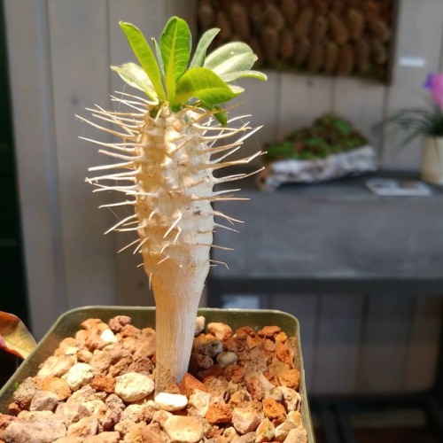 Euphorbia guillauminiana #spurge #euphorbia #cactusjungle www.instagram.com/p/Bowta_dnkiU/?u