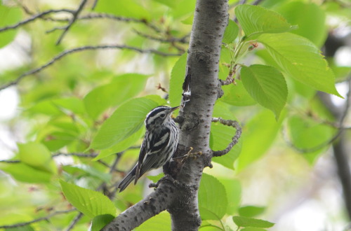 Black-and-white warbler in Central Park