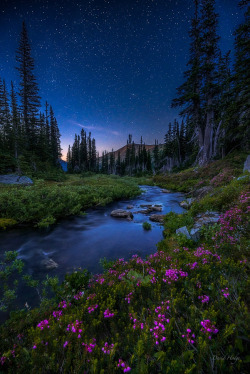 drxgonfly:  (Stars Above by David Hodge)