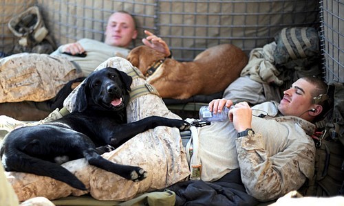 wonderous-world:  Canines With a Cause (CWAC) is a not-for-profit organization devoted
