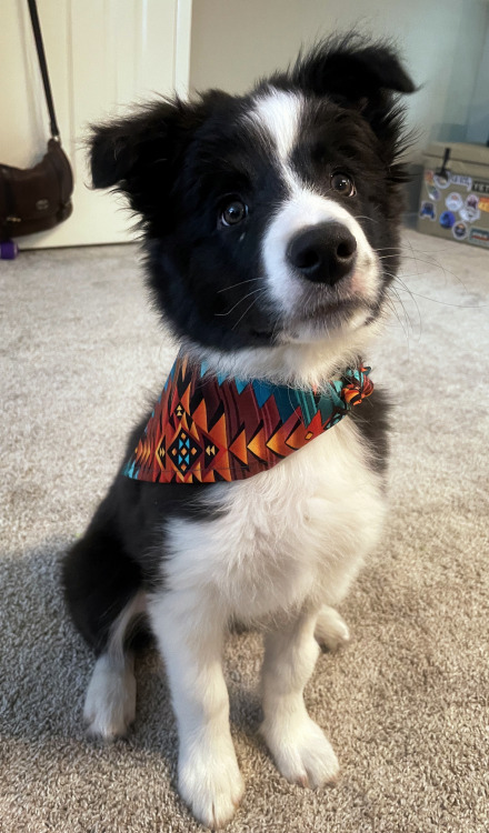 mesacollie: Mesa is looking handsome in his new bandana.  I have a scarf in this same pattern, 