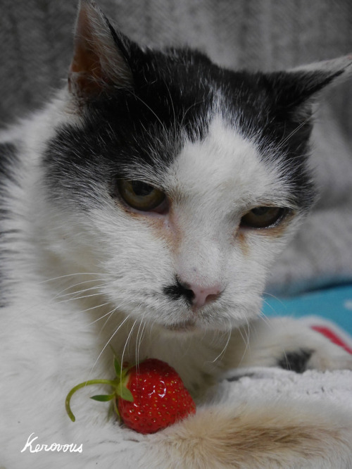 boschintegral: kerovous: Own picture : #131, My cat Sumomo and the first harvest strawberry  &n