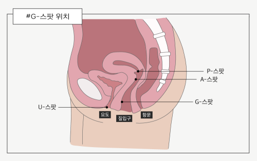 smbeam: G스팟(G spot)은 1944년 독일의 산부인과의 그라펜베르크(Grafenberg）박사가 처음 발견한 뒤 활발히 연구되며, 강렬한 성적 쾌감을 일으키는 곳으로 알려